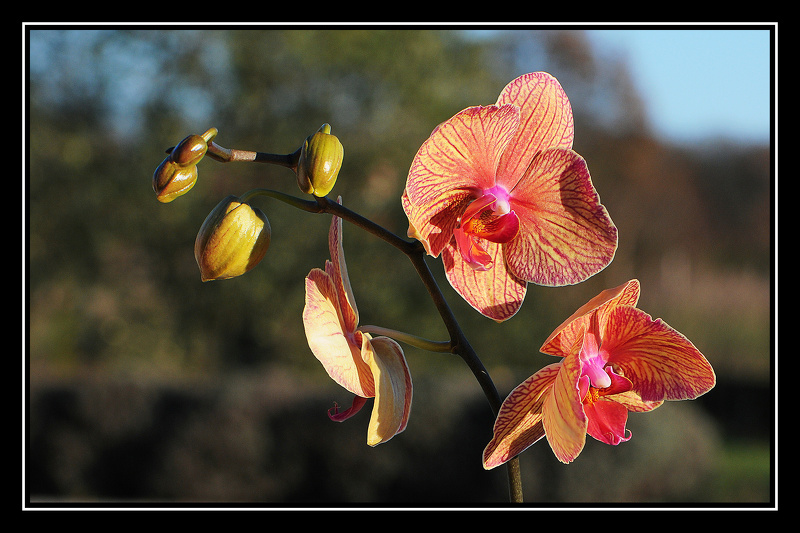 Orchidée.jpg