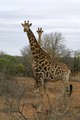 Girafes (Afrique du Sud)
