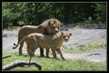Lions (couple ).jpg