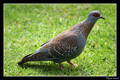 Pigeon roussard.jpg