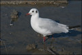 mouette rieuse-2