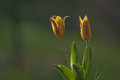 Tulipe.jpg