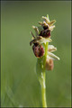 Ophrys araignée-2