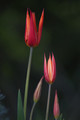 Tulipe-2.jpg