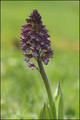 Orchidée ( à voir)-4_1.jpg