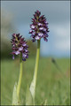 Orchis pourpre-2