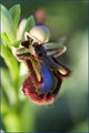 Ophrys miroir-détails