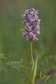 Orchis lactéa-9