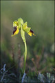 Ophrys lutéa