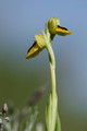 Ophrys lutéa-3.jpg