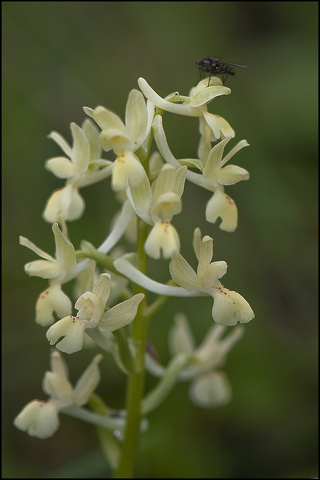 Orchis de Provence.jpg