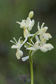 Orchis de Provence-4