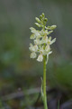 Orchis de Provence-2