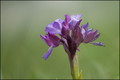 Orchis papilionacea-2