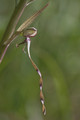 Orchis bouc (détail)