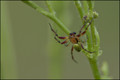 Araniella sp (Araignée courge)