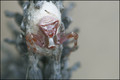 Araignée crabe-2.jpg