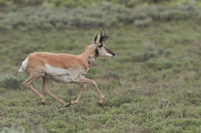 14-Antilope d'A.jpg
