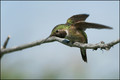 108-colibri.jpg