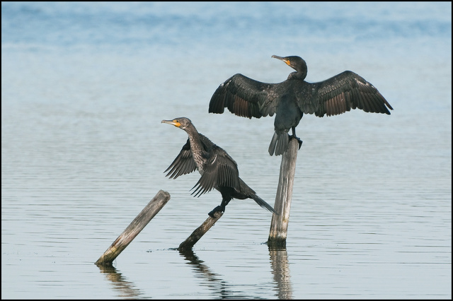 2 cormorans-6070.jpg