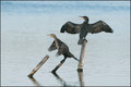 2 cormorans-6070.jpg