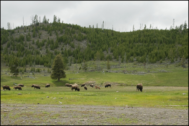bison troupeau.jpg