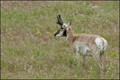 11 juin-Antelope Island-8.jpg