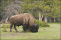 13 juin-YS- bison.jpg
