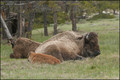 bison famille