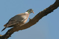 Pigeon ramier(palombe)
