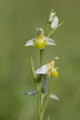 Ophrys apifera (abeille)