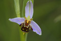 05-12-4603-orchis apifera.jpg