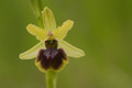 Ophrys araneola (petite araignée)