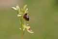 Ophrys araneola (petite araignée)