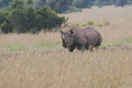 1 180-Rhino.jpg