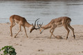  Combat d'impalas