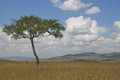 3 260-Masai mara.jpg