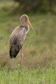 Tantale ibis (juvénile)