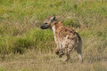 4 450-hyène.jpg