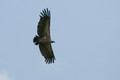 3 155-vautour africain.jpg