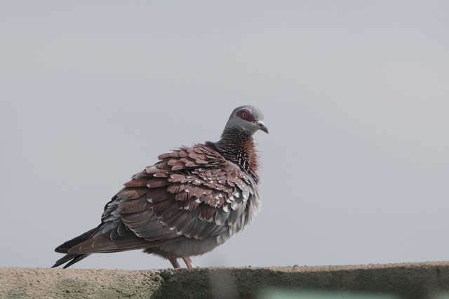 3 136-Pigeon roussard.jpg