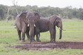 1 103-elephants.jpg
