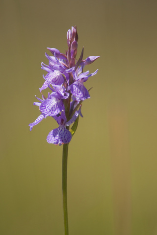 060_orchis.jpg