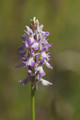 orchis-317.jpg