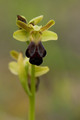 Ophrys sulcata (sillonnée)