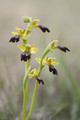001-Ophrys des lupercales.jpg