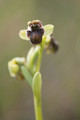 Ophrys  en forme de fleur