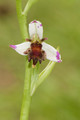 Ophrys d'Almaraz