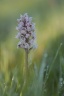 Ophrys lactée