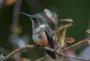 Colibri magenta (f)